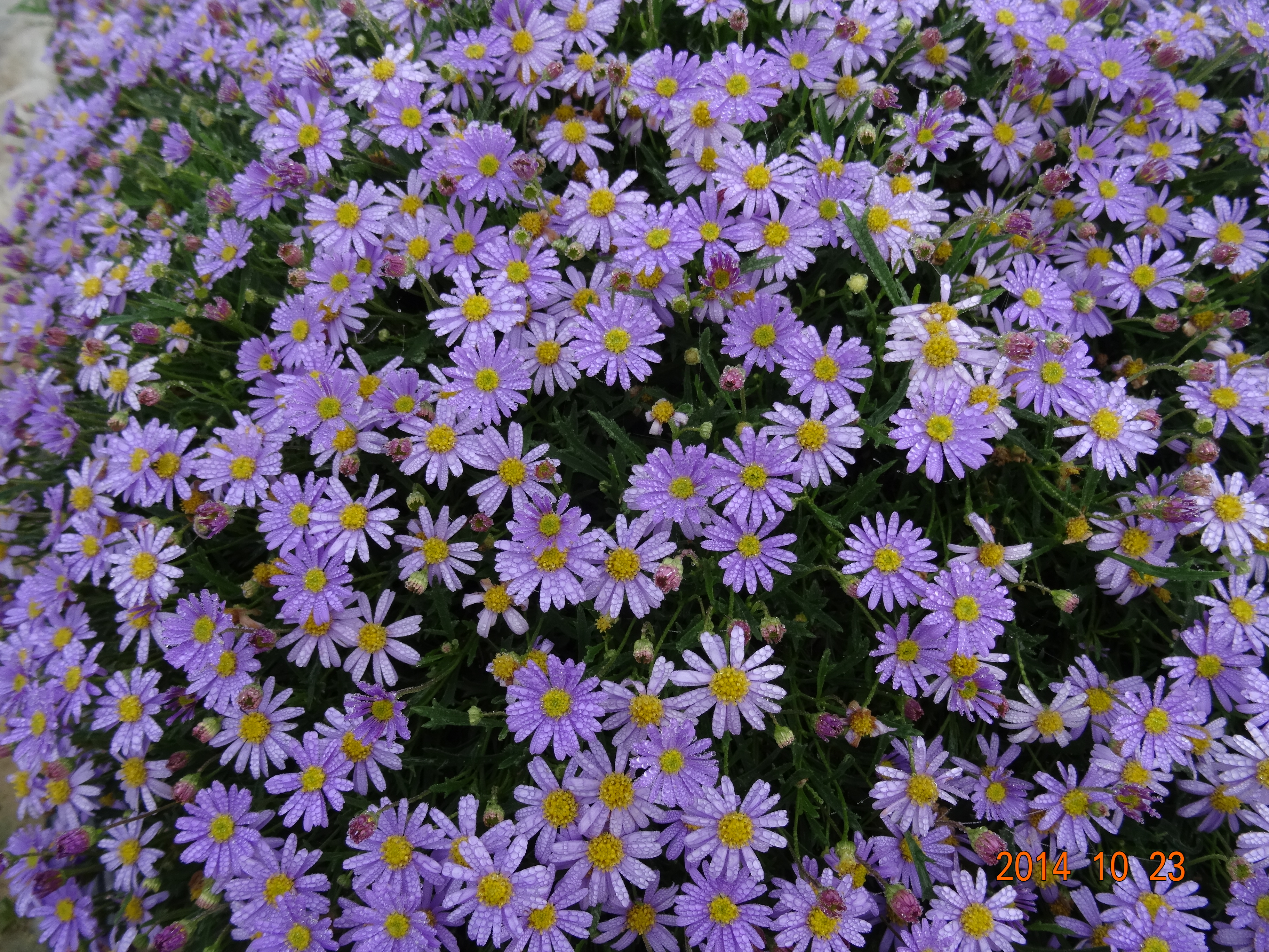 Brachyscome multifida ‘Blue’